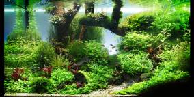 De Woy - Flowgrow Aquascape/Aquarien-Datenbank