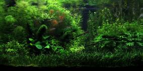 Deep green Silence - Flowgrow Aquascape/Aquarien-Datenbank