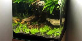 Dennerle Nano Cube 60l - Flowgrow Aquascape/Aquarien-Datenbank