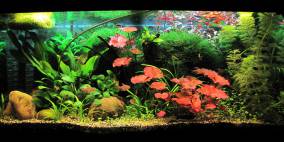 Der Dschungel ruft - Flowgrow Aquascape/Aquarien-Datenbank