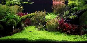 Die gruene Hoelle - Flowgrow Aquascape/Aquarien-Datenbank