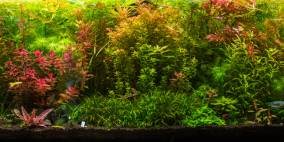 DJNoob´s 375 Liter - Flowgrow Aquascape/Aquarien-Datenbank