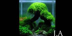 Do You Remember - Flowgrow Aquascape/Aquarien-Datenbank