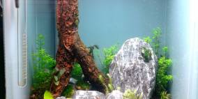 Doppelwurzel - Flowgrow Aquascape/Aquarien-Datenbank