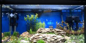 Drachenstein-Treppe - Flowgrow Aquascape/Aquarien-Datenbank