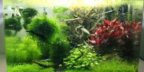 Dragon and Slate - Flowgrow Aquascape/Aquarien-Datenbank