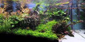 Dragon Triangle - Flowgrow Aquascape/Aquarien-Datenbank