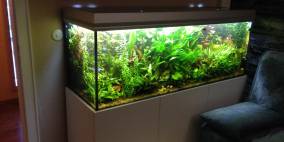 Dschungel-450 - Flowgrow Aquascape/Aquarien-Datenbank