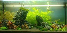 easy peasy - Flowgrow Aquascape/Aquarien-Datenbank