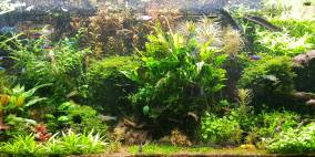 EHEIM SCUBALINE 240 - Flowgrow Aquascape/Aquarien-Datenbank