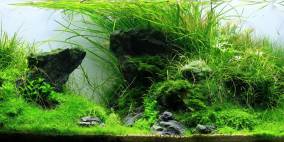 Ein bisschen Iwagumi - Flowgrow Aquascape/Aquarien-Datenbank