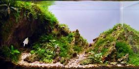 Eine Hand voll Stein - Flowgrow Aquascape/Aquarien-Datenbank