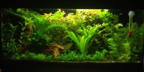 Elm0´s Schreibtischtümpel - Flowgrow Aquascape/Aquarien-Datenbank