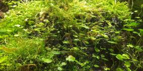Emerses 60l Pflanzenbecken - Flowgrow Aquascape/Aquarien-Datenbank