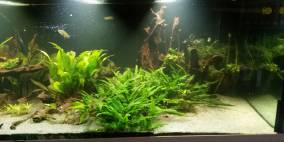 Entspannen im Arbeitszimmer - Flowgrow Aquascape/Aquarien-Datenbank