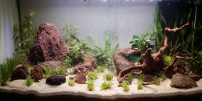 Erstes Scape - Flowgrow Aquascape/Aquarien-Datenbank