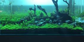 eSCAPE the dream - Flowgrow Aquascape/Aquarien-Datenbank