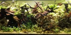 Ev's Perlhühnerstall - Flowgrow Aquascape/Aquarien-Datenbank