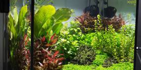 Experiment 40x40x40 - Flowgrow Aquascape/Aquarien-Datenbank