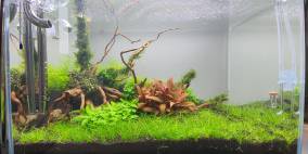 Fächer Wald - Flowgrow Aquascape/Aquarien-Datenbank