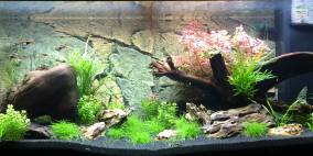 Faerie Glen - Flowgrow Aquascape/Aquarien-Datenbank