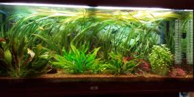 Fairytale Bay - Flowgrow Aquascape/Aquarien-Datenbank