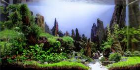 Fallen Giant - Flowgrow Aquascape/Aquarien-Datenbank