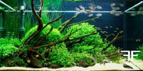 Far East - Flowgrow Aquascape/Aquarien-Datenbank