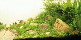 Fields of gold - Flowgrow Aquascape/Aquarien-Datenbank