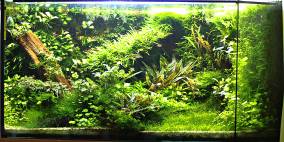 Fifty shades of green - Flowgrow Aquascape/Aquarien-Datenbank