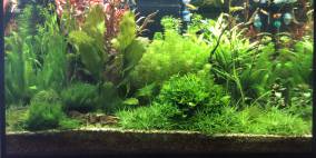 Fire in the Corner - Flowgrow Aquascape/Aquarien-Datenbank