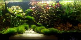 First Hope - Flowgrow Aquascape/Aquarien-Datenbank