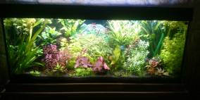 Fischsuppe - Flowgrow Aquascape/Aquarien-Datenbank