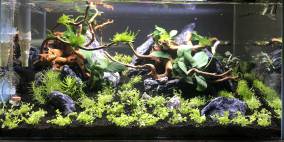 Fluval Wood in the Rocks - Flowgrow Aquascape/Aquarien-Datenbank