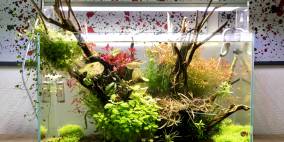 Focus - Flowgrow Aquascape/Aquarien-Datenbank