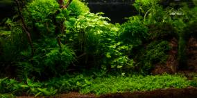 Fog-Woods - Flowgrow Aquascape/Aquarien-Datenbank