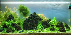 Forest and Meadow - Flowgrow Aquascape/Aquarien-Datenbank