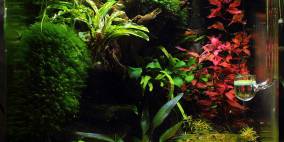 Foreverest - Flowgrow Aquascape/Aquarien-Datenbank