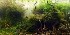 Forgotten Shadows - Flowgrow Aquascape/Aquarien-Datenbank