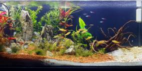 Freedom Bay - Flowgrow Aquascape/Aquarien-Datenbank