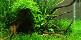 From a Distance - Flowgrow Aquascape/Aquarien-Datenbank