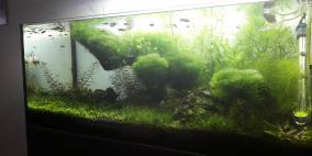 FullHD Pfütze - Flowgrow Aquascape/Aquarien-Datenbank