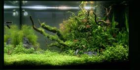 Fusion River - Flowgrow Aquascape/Aquarien-Datenbank