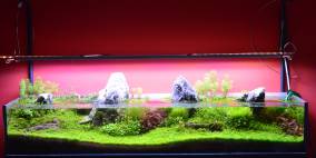 G3 - Flowgrow Aquascape/Aquarien-Datenbank