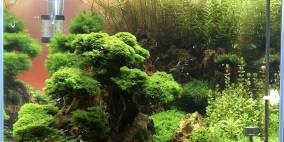 Garnelen Oase - Flowgrow Aquascape/Aquarien-Datenbank