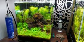 "Glosso" Islands - Flowgrow Aquascape/Aquarien-Datenbank