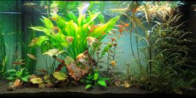 Goldsegler - Flowgrow Aquascape/Aquarien-Datenbank