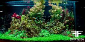 Grafitti - Flowgrow Aquascape/Aquarien-Datenbank