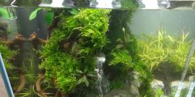 Great  Green Wall - Flowgrow Aquascape/Aquarien-Datenbank