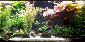 green basin - Flowgrow Aquascape/Aquarien-Datenbank